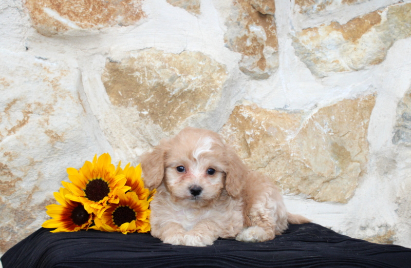 puppy, for, sale, Cava Poo, Matthew B. Stoltzfus, dog, breeder, Gap, PA, dog-breeder, puppy-for-sale, forsale, nearby, find, puppyfind, locator, puppylocator, aca